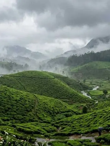 A Journey Through Munnar's Green Paradise in the Rainy Season