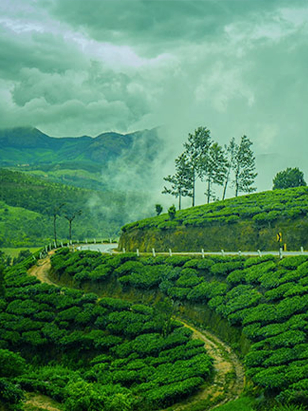 Budget-Friendly Tourist Attractions in Munnar