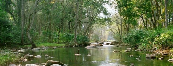 Discover the Wild Side of Kerala at Chinnar Wildlife Sanctuary