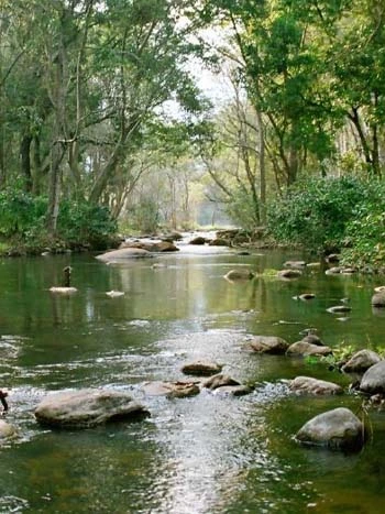 Discover the Wild Side of Kerala at Chinnar Wildlife Sanctuary