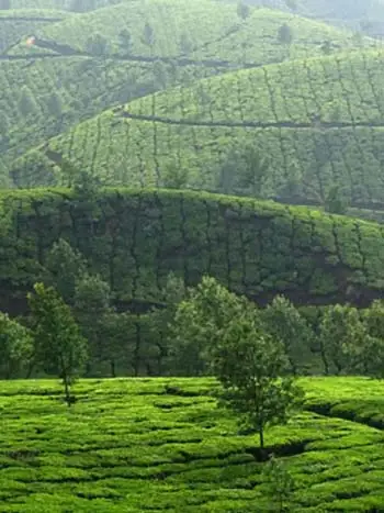 Experience the Beauty of Devikulam Hill Station