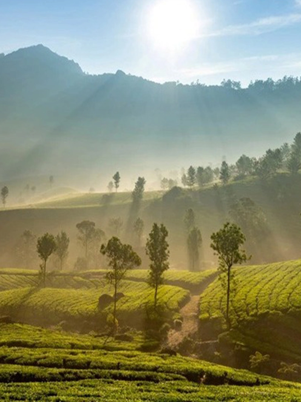Experience the Magic of Misty Viewpoints in Munnar