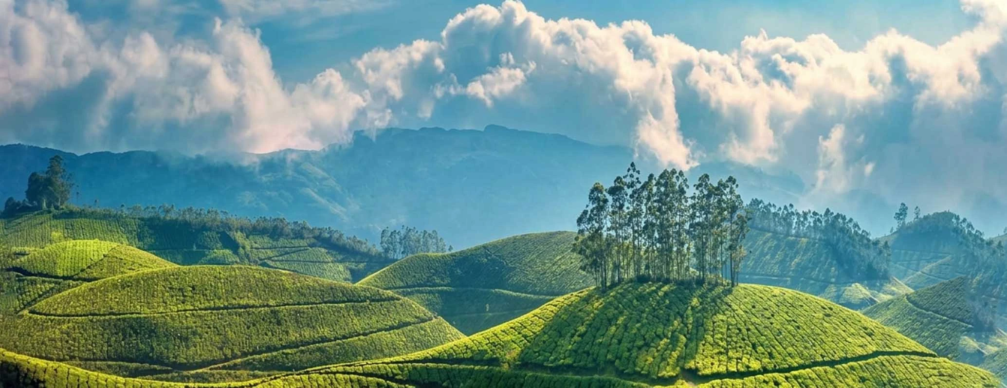 Explore Munnar’s Natural Beauty and Top Spots to Visit