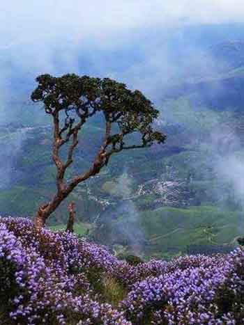 Is Neelakurinji Blooming in Munnar This Season?