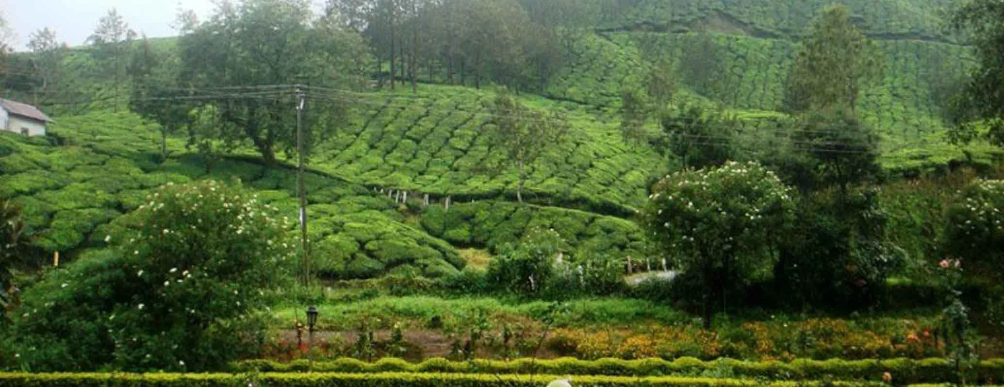 Peaceful Munnar Moments in Blossom Hydel Park