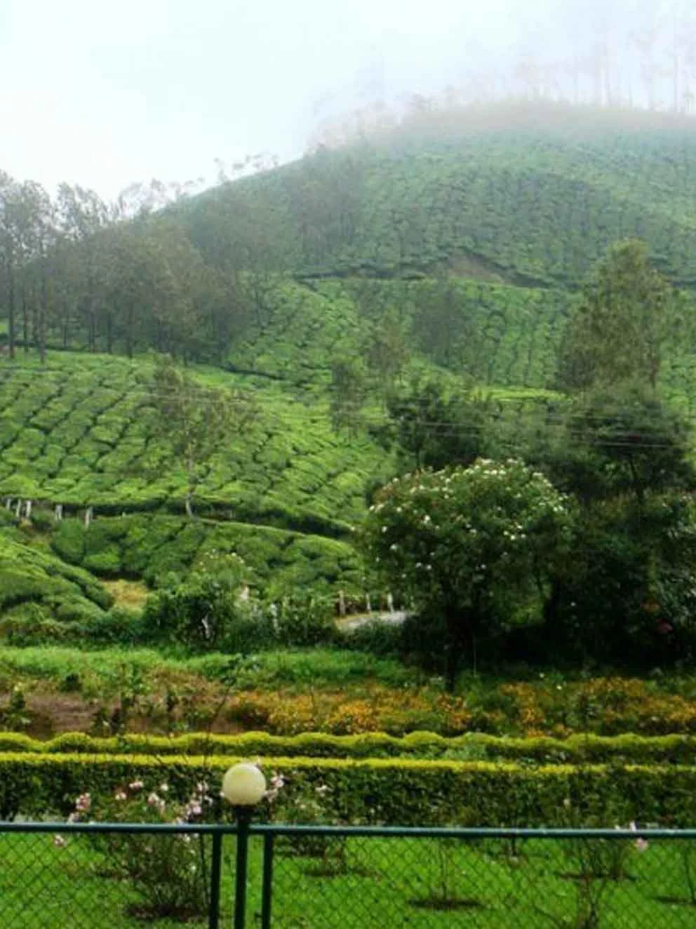Peaceful Munnar Moments in Blossom Hydel Park