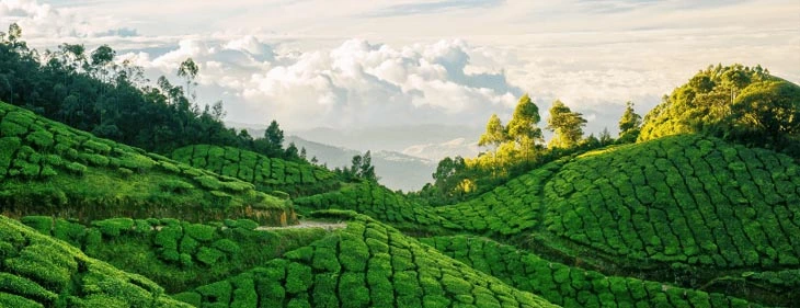The Beauty of Munnar Tea Gardens
