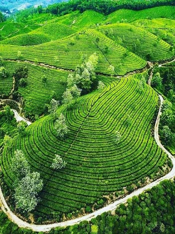 The Beauty of Munnar Tea Gardens