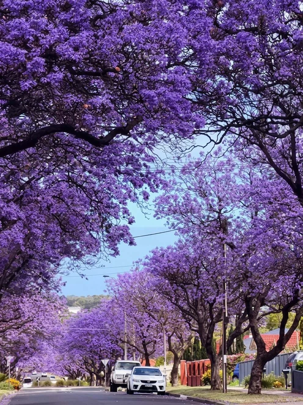 The Magic of Purple: Jacaranda Bloom in Munnar