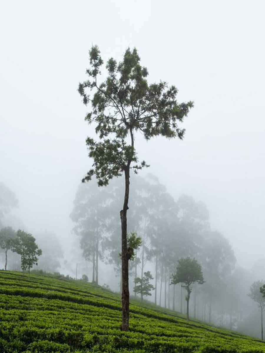 Best Resort Stay In Munnar
